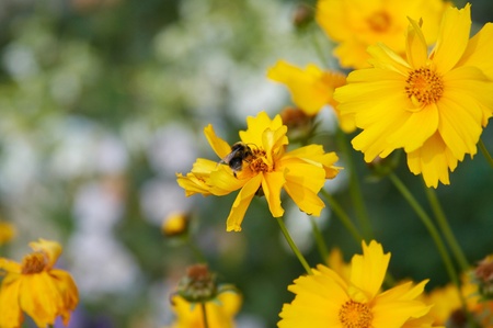 Yellow flowers with bee