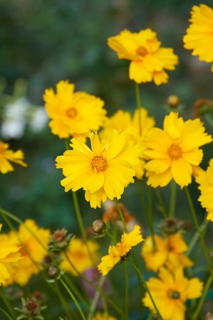 Yellow flowersの写真素材