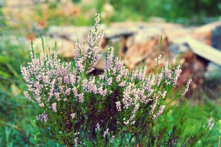 Bush of purple flowersの写真素材