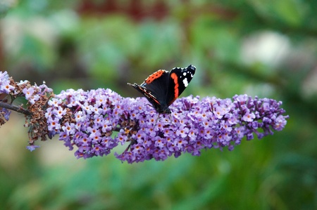 Butterfly on flowerの写真素材