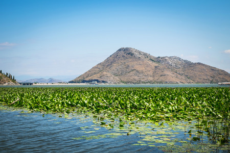 Beautiful lake. Lake Skadar National Park, Montenegro.の写真素材