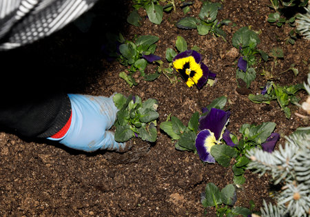 A woman's hand in a glove plants pansy flowers in the garden.