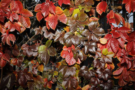 Autumn leaves of wild grapes on the background of a dark wall