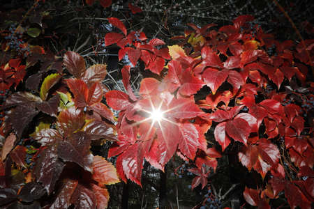 Autumn leaves of wild grapes illuminated by the sun in the forest