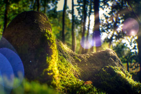 Stone landscape with moss in the forestの写真素材