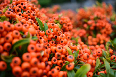 Berry bush with blurred background.の写真素材