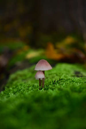 Mushrooms on a moss trunkの写真素材