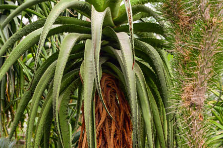 green, garden, flower, nature, plants, exotic, exotic plant, exotic flower, tropical, tropical...