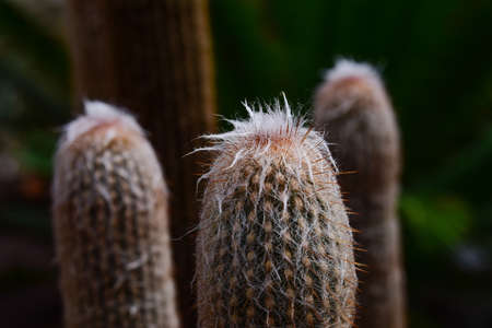 green, garden, flower, nature, plants, exotic, exotic plant, exotic flower, tropical, tropical flower, tropical plants, tree, floral, gree plam, kaktus, cacti, cactusの写真素材