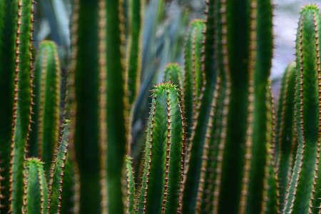 green, garden, flower, nature, plants, exotic, exotic plant, exotic flower, tropical, tropical...