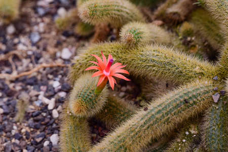 green, garden, flower, nature, plants, exotic, exotic plant, exotic flower, tropical, tropical flower, tropical plants, tree, floral, gree plam, kaktus, cacti, cactusの写真素材