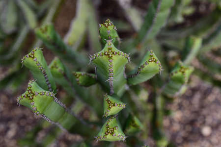 green, garden, flower, nature, plants, exotic, exotic plant, exotic flower, tropical, tropical...