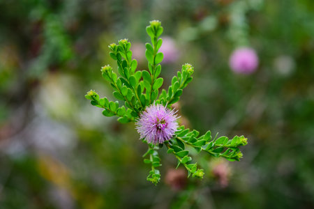 green, garden, flower, nature, plants, exotic, exotic plant, exotic flower, tropical, tropical flower, tropical plants, tree, floral, gree plam, kaktus, cacti, cactusの写真素材