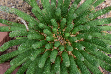 green, garden, flower, nature, plants, exotic, exotic plant, exotic flower, tropical, tropical...