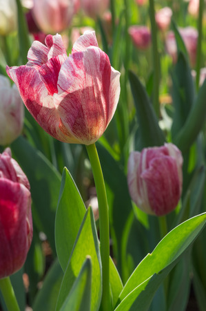 Tulipsの写真素材