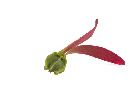 alatus on white backgroundの写真素材