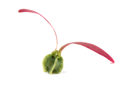 alatus on white backgroundの写真素材