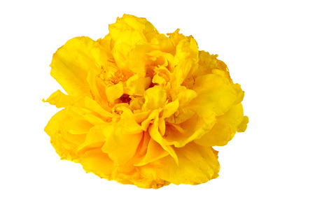 Cochlospermum on white BGの写真素材