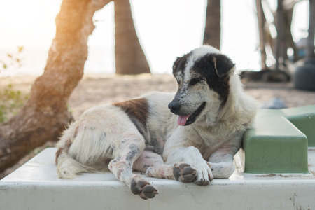 Stray Dogs by the beach.の写真素材
