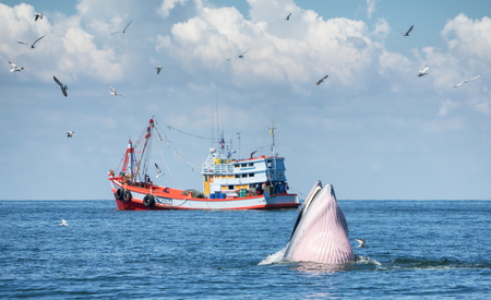 Huge Whale Bruda feed on a wide variety of fish in gulf of Thailandの写真素材