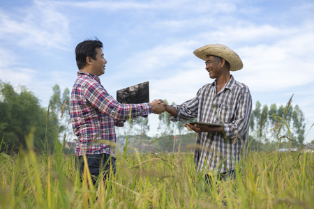 Two farmer holding hands in rice fields Holding laptops and notebooks in hand.の写真素材