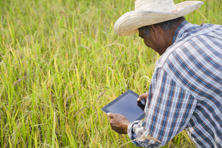 The new generation of farmers is using the research tablet and studying the development of rice...