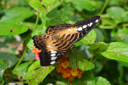 A brown butterfly in natural place with the wings wide open