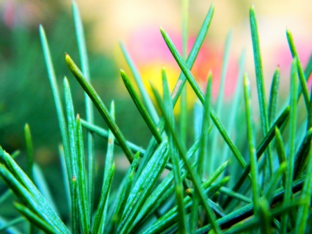Pine Fir Tree