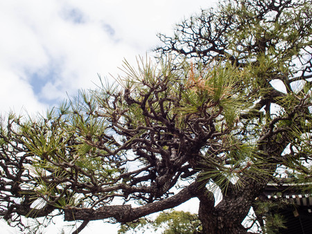 Trees on sky backgroundの写真素材