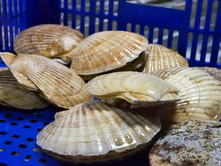 Fresh shellfish, sea shell in basket at Fish market in Taipeiの写真素材