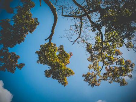 Trees on sky background in vintage style