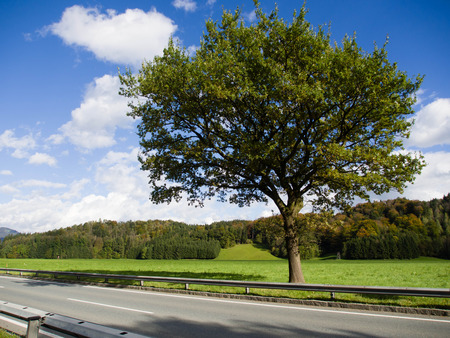 Big tree along the road and field in the cloud sky during summer timeの写真素材