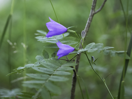 Peach-leaved Bellflower (Campanula persicifolia)の写真素材