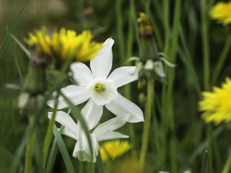 White narcissus flowers on the meadow with dandelionsの写真素材