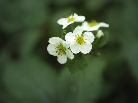 White flowers of wild woodand strawberry (Fragaria vesca) blooming in the shadows of the woodsの写真素材