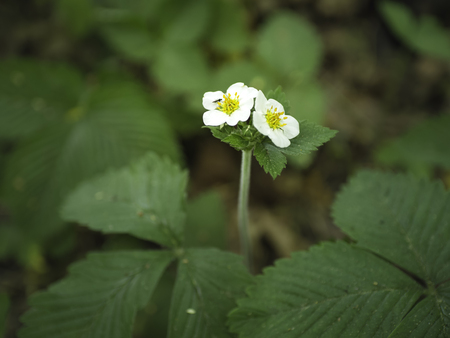 White flowers of wild woodand strawberry (Fragaria vesca) blooming in the shadows of the woodsの写真素材