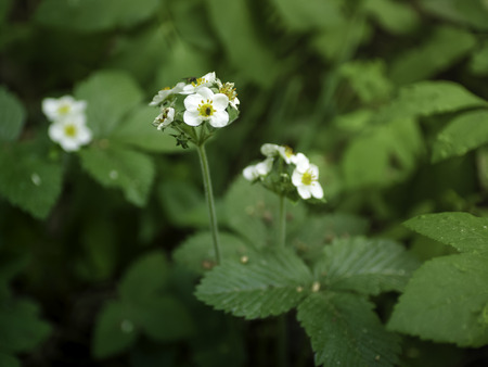 White flowers of wild woodand strawberry (Fragaria vesca) blooming in the shadows of the woodsの写真素材