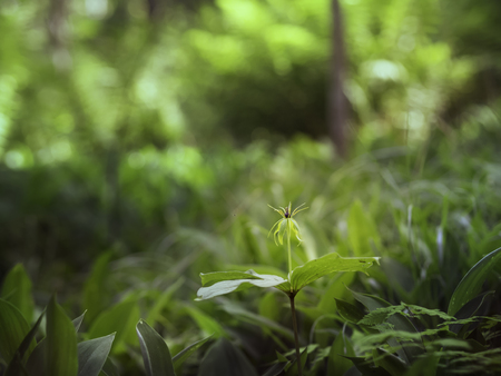 Curious flower of paris herb, true lover's knot (Paris quadrifolia) with four large green leaves from aboveの写真素材