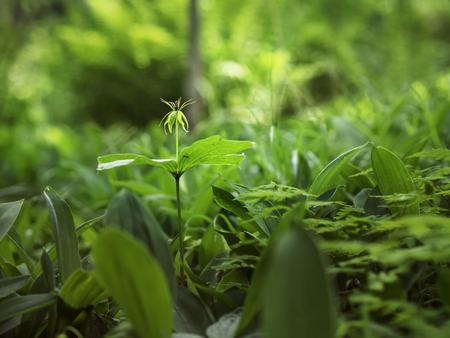 Curious flower of paris herb, true lover's knot (Paris quadrifolia) with four large green leaves from aboveの写真素材