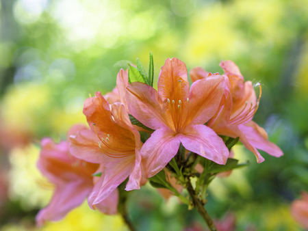 Orange flowers of rhododendron, close upの写真素材