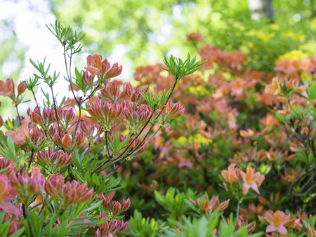 Beautiful shrub of orange rhododendron blooming in the spring gardenの写真素材