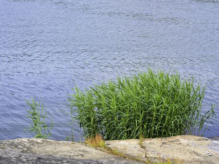 Reeds growing on a sea shore behind a rock blue water waving in a gentle breeze, simple calm nature backgroundの写真素材