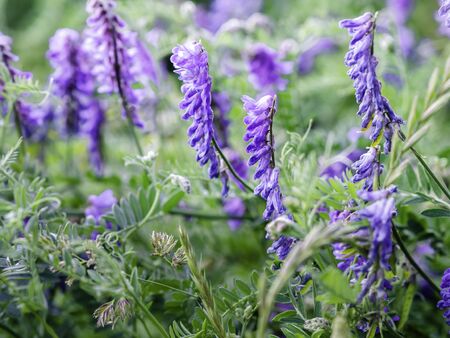 Tufted vetch (Vicia cracca) a wild creeper with purple flowers blooming on a summer meadow