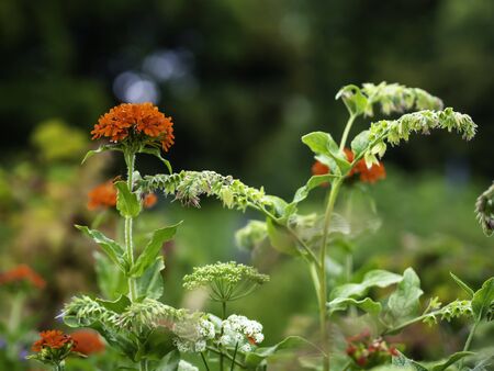 Scarlet red flower of Burning love (Lychnis chalcedonica) blooming in a garden, close up photo with selective focusの写真素材