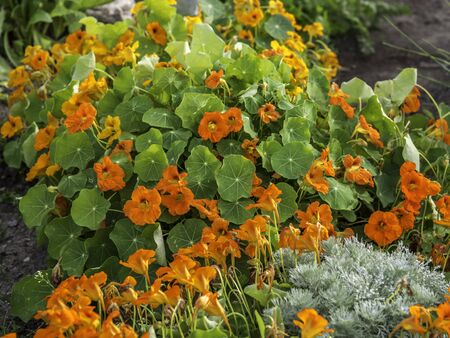Orange flowers of Garden nasturtium, Indian cress, or monks cress (Tropaeolum majus) bloomingの写真素材