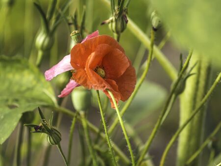 Fire red poppy flower blooming,closeup with selective focusの写真素材