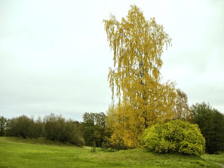 Tall birch tree with yellow foliage in an autumn park with sky backgroundの写真素材