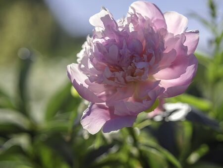 Big pink peony flower blooming in a summer garden, cottage gardenの写真素材