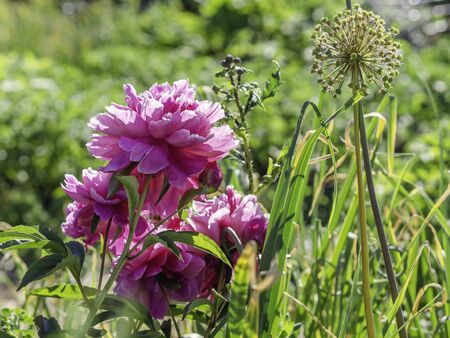 Dark pink peonies blooming in a summer garden, cottage gardenの写真素材