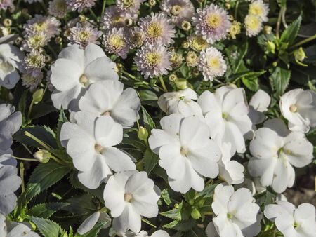 Decorative white flowers of impatiens with pink chrysanthemums blooming in the garden, close upの写真素材
